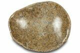 Polished Fossil Coral (Actinocyathus) Dish - Morocco #312156-1